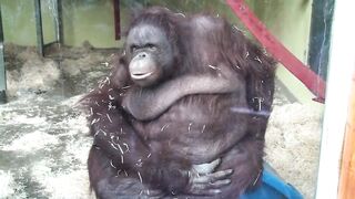 15 FATTEST Animals Ever Seen