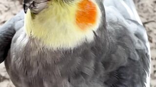 Beautiful bird