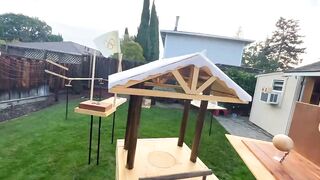 Backyard Squirrelympics 3.0- The Summer games