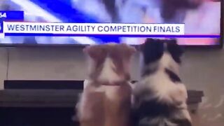 Funny Animals 2022 Part 3