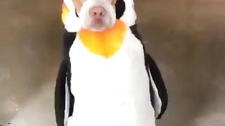 dog dressed as a penguin