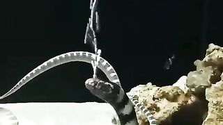 sea ​​snake giving something out