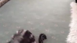 overjoyed bird