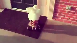 Bird supporting a dog that lost its front legs
