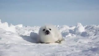 A baby seal that got confused