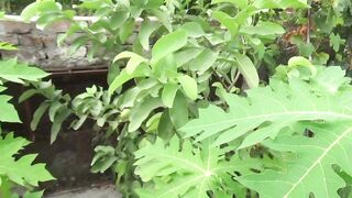 اب اپ بھی امرود کا سائز بڑا کر سکتے ہیں