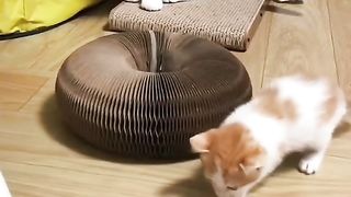 Little cat and frog