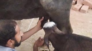 Animals 36