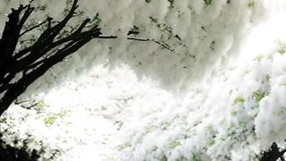Nature_4k❤