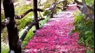 Beautiful places to visit japan❣