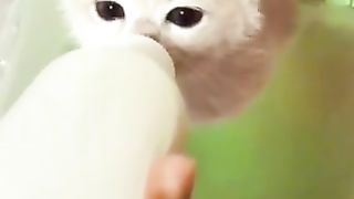 A collection of cute cats, really a mood booster