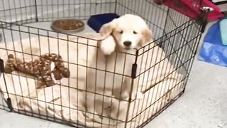 Funniest & Cutest Golden Retriever Puppies #1 Funny Cute Dog Puppy Videos