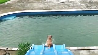 Cute Baby Animals ???? Funny Cats and Dogs Videos