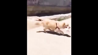 Cute baby animals Videos Compilation cute moment of the animals 7