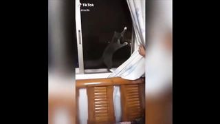 Cute baby animals - Cutest moments of little puppies, kittens and pets
