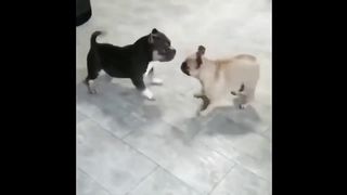 Funny and Cute French Bulldog Puppies Compilation 2