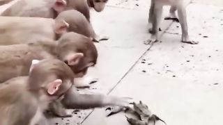 Monkey -dj-Kekda-dub-Kendra