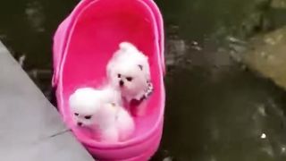 ???? Cute Puppies Doing Funny Things