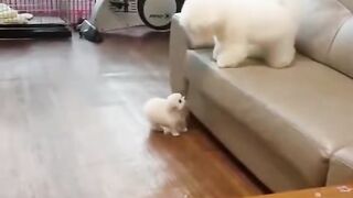 Cute Puppies Doing Funny Things ❤️