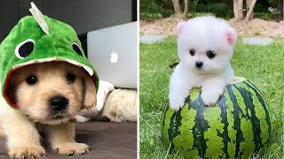 Cute baby animals Videos Compilation cutest moment of the animals Cutest Puppies 3