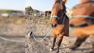 Funniest & Cutest Blue Heeler Puppies - Funny Cute Australian Cattle Dog Puppy Videos