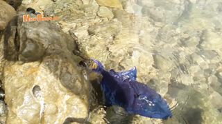 Trigger Fish Rescue! ! Nick Bingo pk