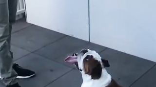Cute English Bulldog Puppies Funny Compilation