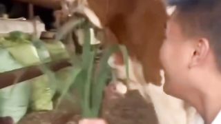 Sapi ngambek