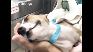 Animals Are SOO Cute! Cute baby animals Videos Compilation cutest moments of the animals