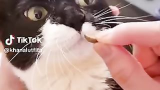 collection of cute cat expressions