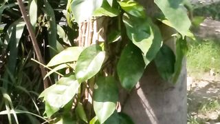 #Tree #garden