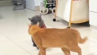 Funny animals ???? 4