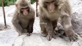 Cute and funny monkey videos that will keep you laughing all day long