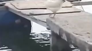 chicken or not?