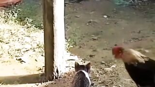 funny cat 80
