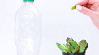 Amazing Gardening Trick
