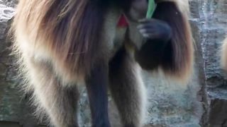 Monyet Babon Gelada jantan