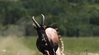 beautiful dear denjar animal world