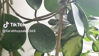Hoya Obovata