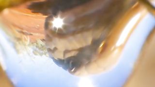 wildlife
