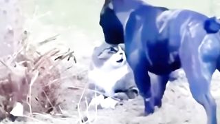 Kungfu cat 2