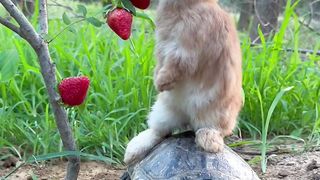 Kelinci  yang manis memakan buah