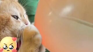 Funny cute cat hahahahzh #funnyclip #funnyvideo #viral
