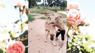 Oh No Funny Dog and Donkey #petvideo #funnyanimals #viral