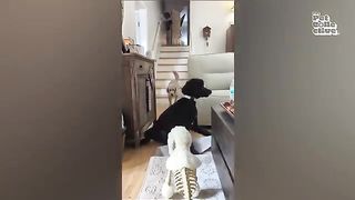 FUNNIEST Pet Fails! ???? ???? | Best Compilation 2023 3