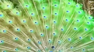 Relaxing 4k Animals and Birds Video : Cute Birds