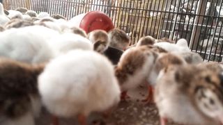 #birds #chicks
