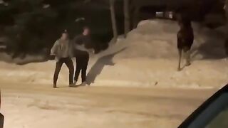 Funny | Beer Courage vs. Moose | FunFM
