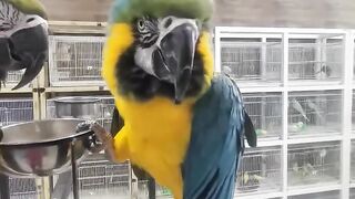 Parrot 8