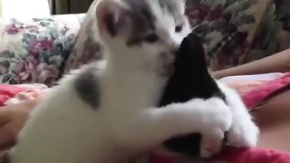 A cat who gets along well with rabbits